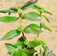 Image result for Euphorbia hirta