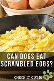 Can Dogs Eat Scrambled Eggs Lovely Animals World Can Dogs Eat Eat Dog Eating