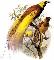 Maybe you would like to learn more about one of these? Burung Cendrawasih Dream Indonesia