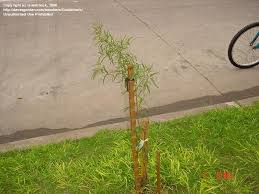 Image result for Searsia acuminatissima