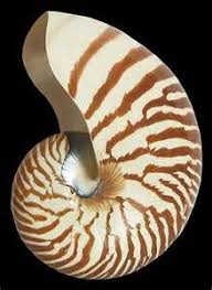 Images Of Sea Shells Bing Images Sea Shells Shells Shell Decorations