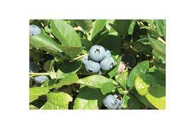 They generally grow 6 to 8 feet tall, and the blueberries ripen in late spring or early summer. Toro Blueberry Plant