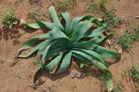 Image result for Ammocharis coranica