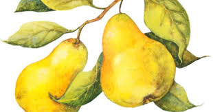Tubos De Frutas Dessin Fruits Feuilles Aquarelle Fruits Et Legumes