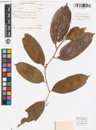 Image result for Artabotrys monteiroae