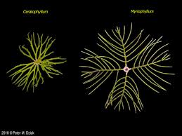 Image result for Ceratophyllum