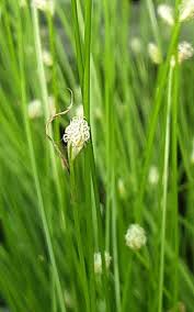 Image result for Isolepis