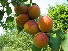 A full service tree nursery in vinton, ia, between cedar rapids, ia and waterloo ia. Fruit Trees That Grow Well In Iowa Ehow Com Apricot Tree Fruit Trees Growing Fruit Trees