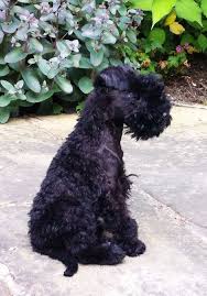 The kerry blue terrier is extraordinarily bright and full of life. Kerry Blue Terrier Kebulak Heart Of Stone 10 Weeks Old Called Flint Kerry Blue Terrier Terrier Breeds Terrier