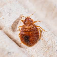 What to consider in hiring a pest control professional. Why Bed Bug Inspections Treatments Are Important