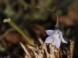 Image result for Wahlenbergia androsacea