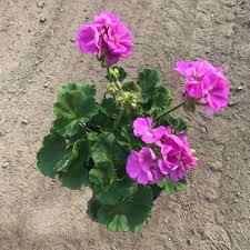Image result for Pelargonium