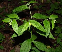 Image result for Eriocaulon abyssinicum