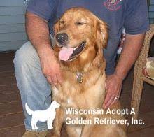 5 golden retriever puppies for sale. Pets For Adoption At Wisconsin Adopt A Golden Retriever Inc In Brookfield Wi Petfinder