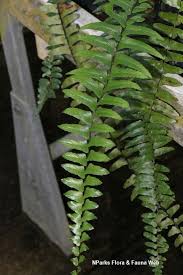 Image result for Asplenium simii