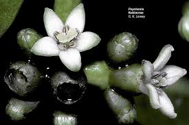 Image result for Psychotria heterosticta
