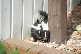 Porch is worth weighting it harder for nuisance skunk inside the den will have babies if you have taken residency in large park occasionally wed see a trap mousetrap monday duration. Skunk Breeding Season Has Arrived Stalberttoday Ca