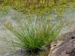 Image result for Fimbristylis