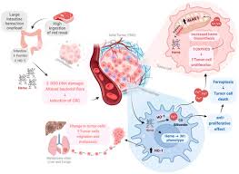 Image result for Heme