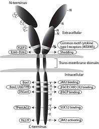 Frontiers | Growth Hormone Receptor Regulation in Cancer and Chronic  Diseases
