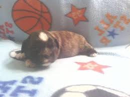 Many states have laws that govern the sale of puppies. Imperial Shihtzu Puppies Only 3 Males Left For Sale In Arcadia Florida Classified Americanlisted Com