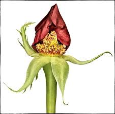 What S Inside A Rose Rose Flower Petals Petals