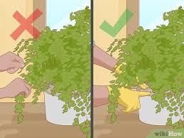 Maidenhair fern care is pretty straightforward. How To Grow A Maidenhair Fern 13 Steps With Pictures Wikihow