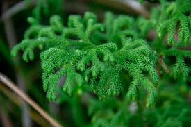 Image result for Lycopodiella cernua