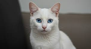 Cat's Birthday and Get Well Wishes