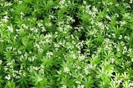 Image result for Galium stenophyllum