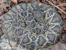 We did not find results for: Rattlesnake Recapture The Orianne Society