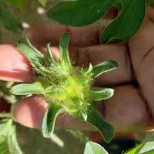 Image result for Ipomoea pes-tigridis