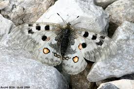 Image result for Parnassius apollo