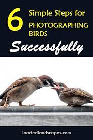 6 Steps To Photographing Birds Successfully How To Tips Guide Wildlife Mirrorless Camera Telephot Wildlife Photography Tips Photography Tips Photography