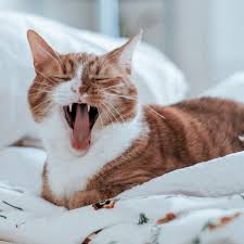 Katzenallergie Symptome Und Behandlungswege Brigitte De