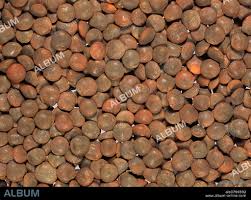 Image result for Lens culinaris