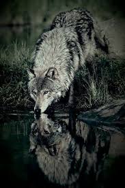 D8b25aabc4cfabf6dcc2de5c3bbc4de9 Jpg 512 768 Wolf Dog Wolf Pictures Wolf Life