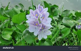Image result for Pontederiaceae