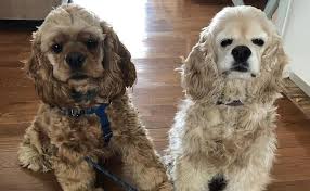 American Cocker Spaniel Breed Info Guide Quirks Pictures