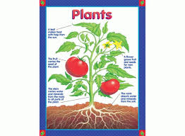 Plants Learning Chart
