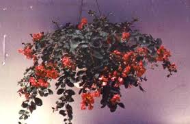 BOURBON STREET (1'-2' Watermelon Red)