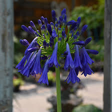 Image result for Agelanthus igneus