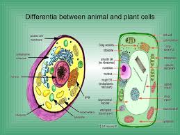Biologycorner | biologycorner provides fesources for biology and anatomy students and teachers. Biology Cell Structure Function