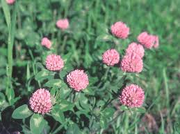 Image result for Trifolium masaiense