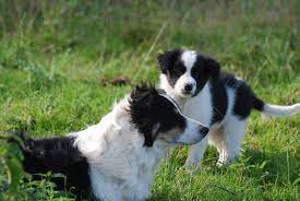 Dsc 0073 Jpg Border Collie Dog Friends Dogs