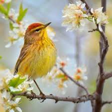 Birds And Blooms Contest Backyard Photo Contest 2017 Birds And Blooms Photo Contest Birds Backyard