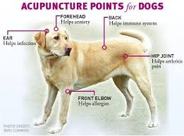 Dog Acupuncture To Treat Mobility Issues Ultra Mödern Pet