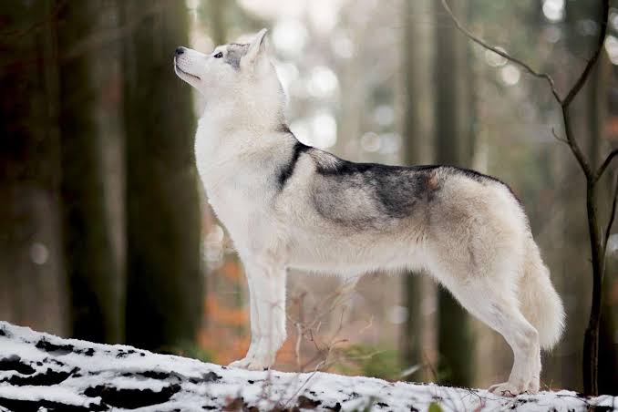 Siberian husky - Dog Breeds