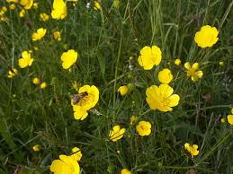 Image result for Ranunculus acris
