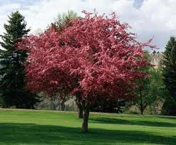 It's a great disease resistant tree that adds color to any landscape. Pin On New Pintura
